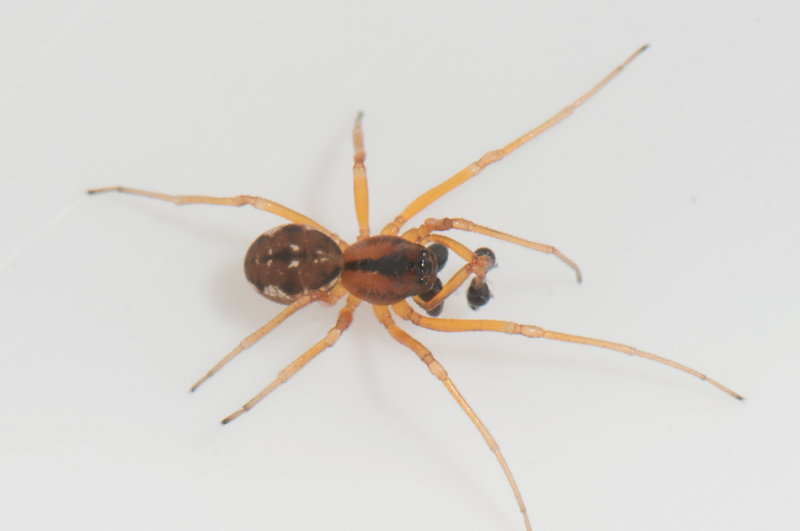 Mosse kulla Halland 25.8-20 adult male
