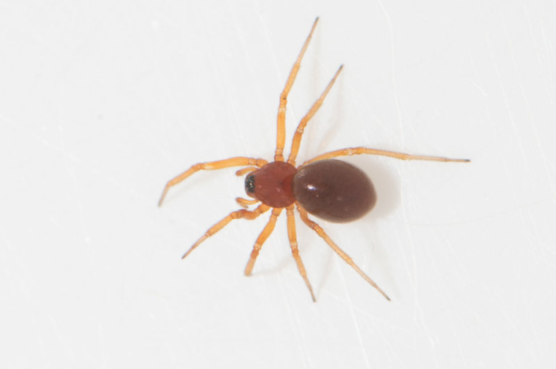 Mosse kulla Halland 25.8-20 adult female