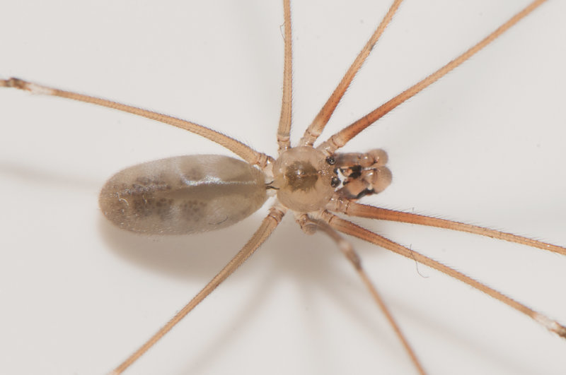 Vstgtagatan Halland 15.3-21 adult male