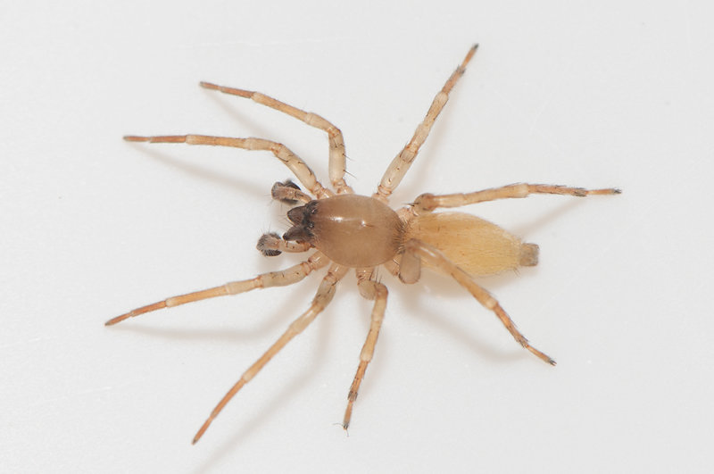 Apelviken Halland 16.3-21 adult male