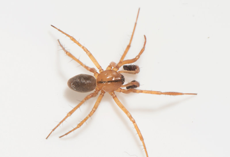 Tjrby Halland 25.4-21 adult male