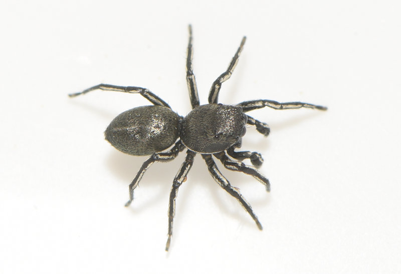 Romfartuna Vstmanland 19.5-21 adult male