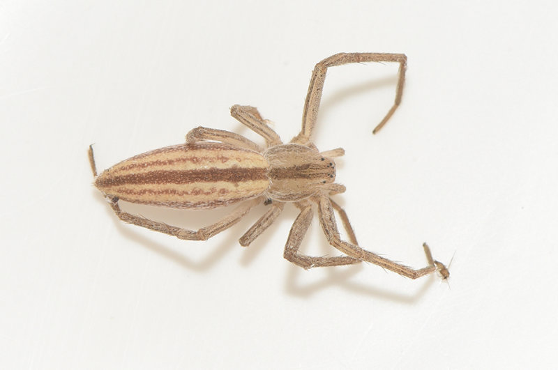 Vargslttsvgen Vstmanland 29.7-21 adult female