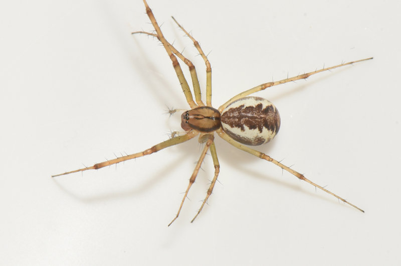 Nyehusen Skne 11.9-21 adult female
