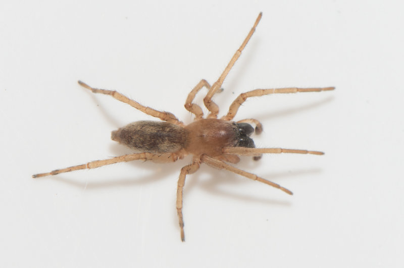 Iglasjn Halland 2.5-21 adult male