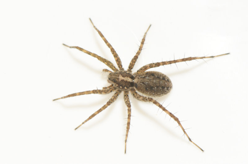 Tjrby Halland 17.6-21 adult female