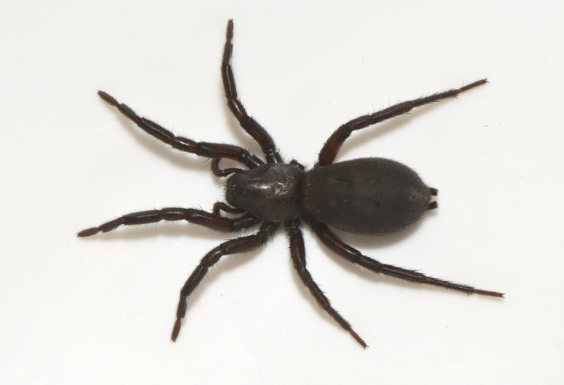 Albrunna land 16.5-21 adult female