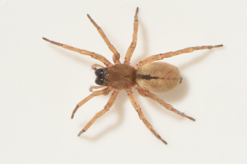 Norra ns Halland 6.10-21 adult female