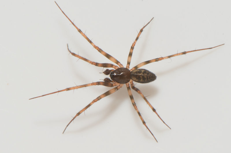 Lillhagen Bohusln 10.10-21 adult male