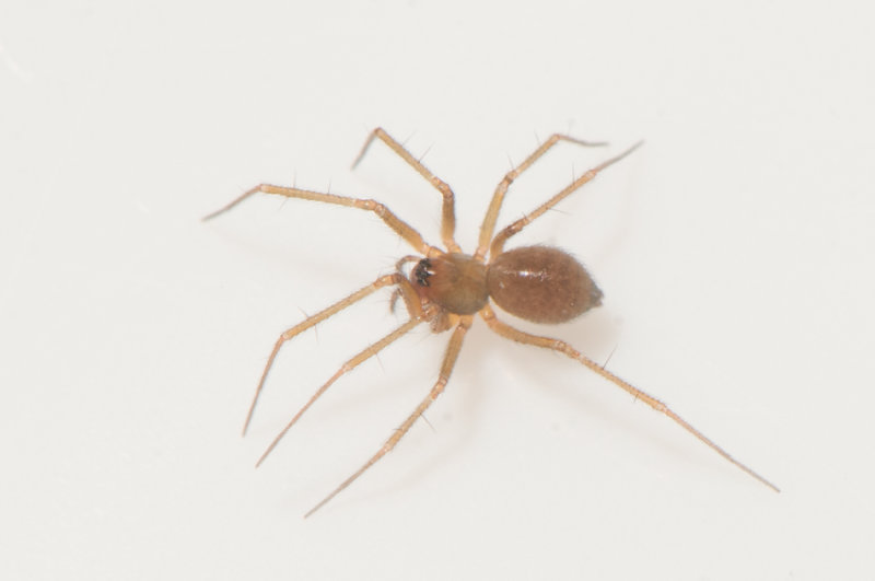 Hyltan Halland 16.10-21 adult female