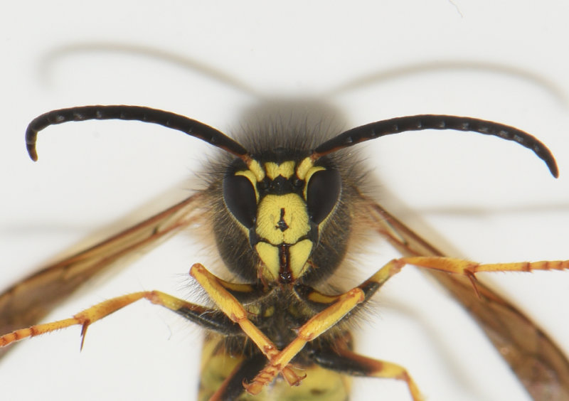 kulla Halland 19.7-21 male