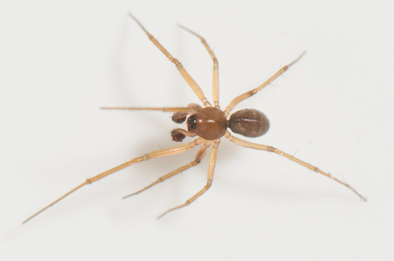 Nilssons murgrna Halland 14.11-21 adult male