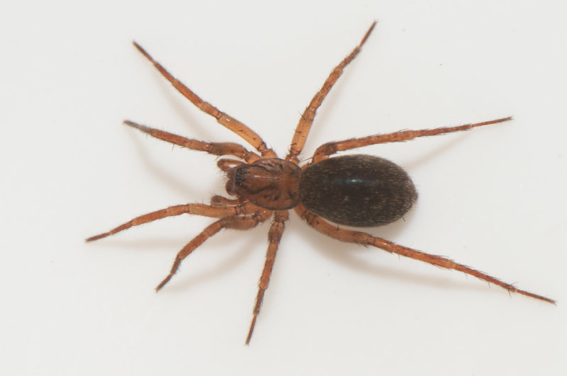Subbe Halland 25.1-22 adult female 