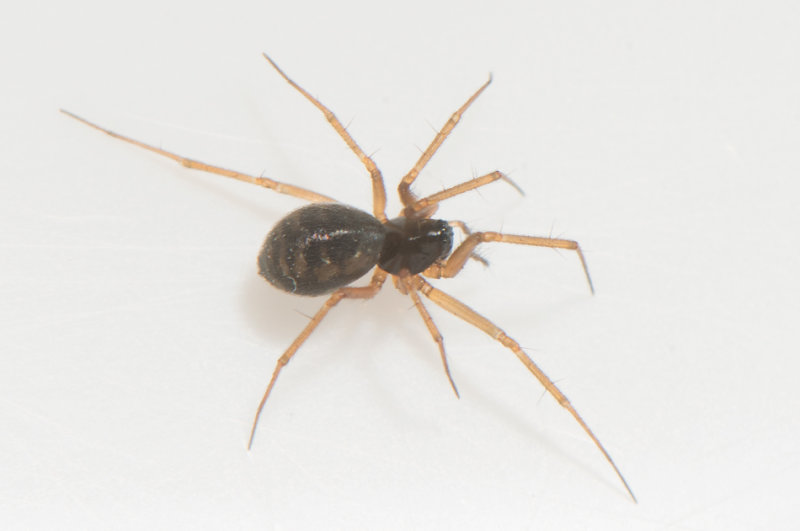 sterngsvgen Halland 20.2-22 adult female