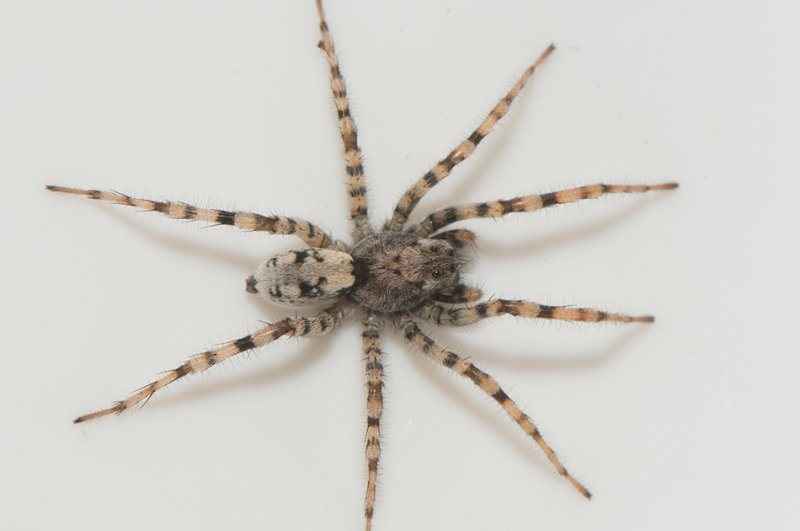 Apelviken Halland 19.3-22 adult male