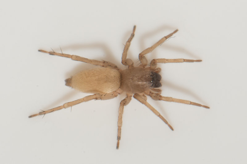 Apelviken Halland 20.3-22 adult female