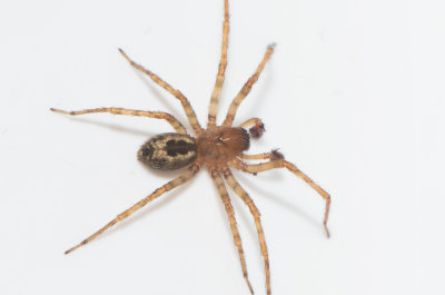 N Tvker Halland 12.2-19 adult male