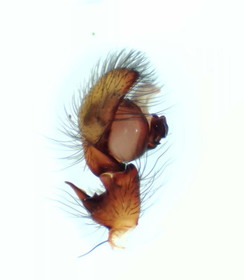 Amaurobius fenestralis ( Fnsterspindel )