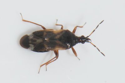 Anthocoris butleri