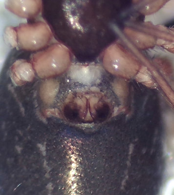 Araeoncus humilis ( Rundhuvudspindel )