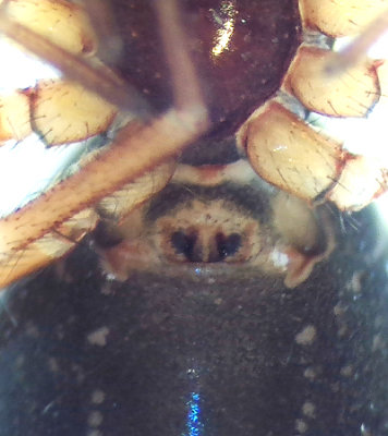 Oedothorax apicatus ( Vrtballongspindel )