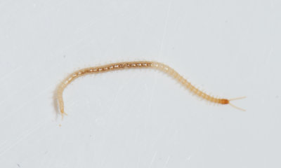 Schendyla nemorensis ( Lundjordkrypare )