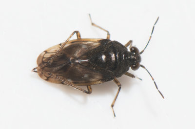 Saldula pilosella