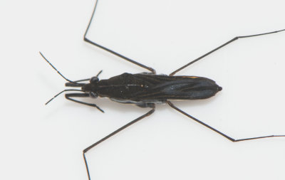 Gerris argentatus ( Smskrddare ) 7,8 mm