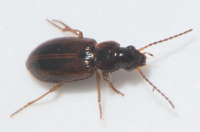  Dicheirotrichus placidus ( Ljus frnalpare )  3,5 mm