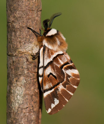 Endromis versicolora ( Skckspinnare )