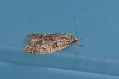 Semioscopis strigulana ( Aspvrmal )