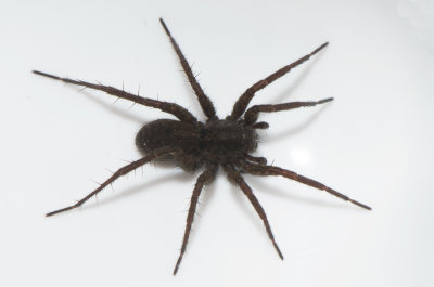Obbhult Halland 9.4-19 female