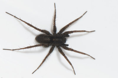 Pardosa paludicola ( Sotvargspindel )