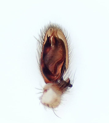 Hgryd Halland 9.4-19 palp adult male