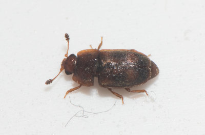 Epuraea biguttata