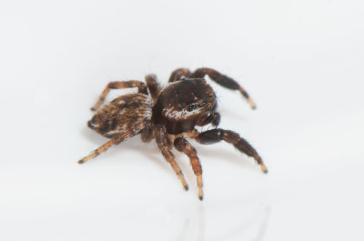 Evarcha laetabunda ( Lohoppspindel )