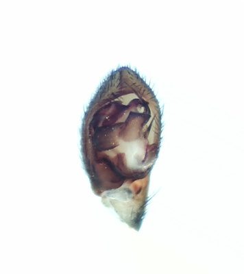 Drassyllus pusillus ( Dvrgsvartspindel )