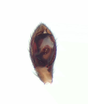 Zelotes electus ( Rosthuvad svartspindel )