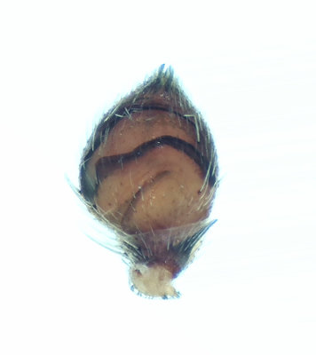 Philodromus fuscomarginatus ( Kopparsnabblpare )