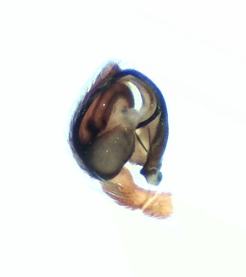 Archaeodictyna ammophila ( Dynkardarspindel )