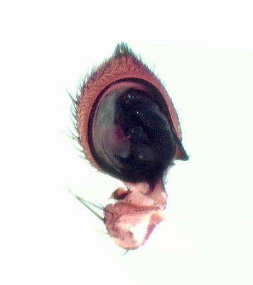 Xysticus lanio ( Lvkrabbspindel )