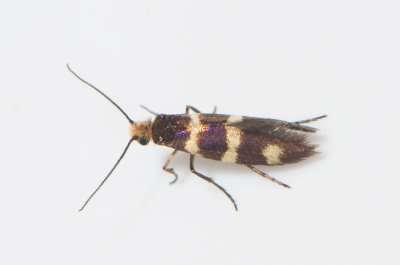 Micropterix aureatella ( Barrskogskkmal )