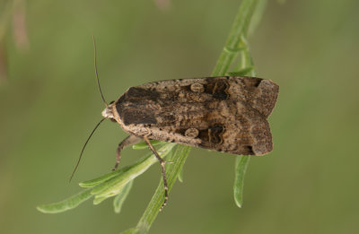 Agrotis clavis ( barkfrgat jordfly )