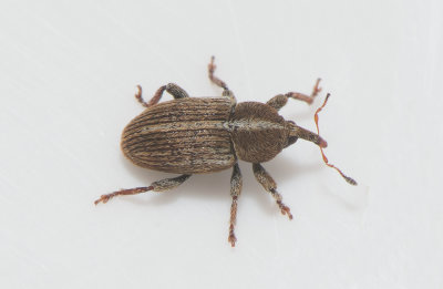 Tychius polylineatus ( Strimbaljvivel )