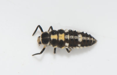 Schackbrdspiga ( Propylea quatuordecimpunctata )