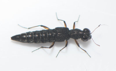 Stenus clavicornis  5,5 mm