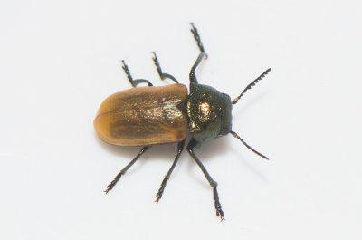 Labidostomis longimana ( Lngarmssckbagge )
