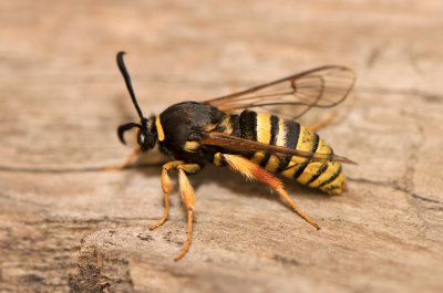 Sesia bembeciformis ( Blgetingsglasvinge )