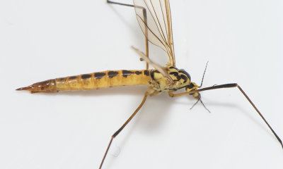 Nephrotoma flavescens