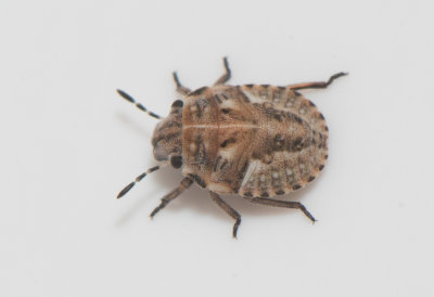 Phimodera humeralis ( Sanddynbärfis )